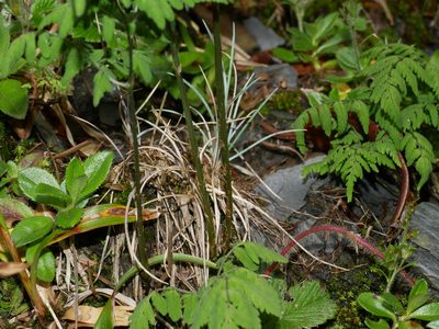 Gymnocarpium remotipinnatum, photographed by Jacy Chen