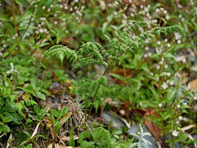 Gymnocarpium remotipinnatum, photographed by Jacy Chen