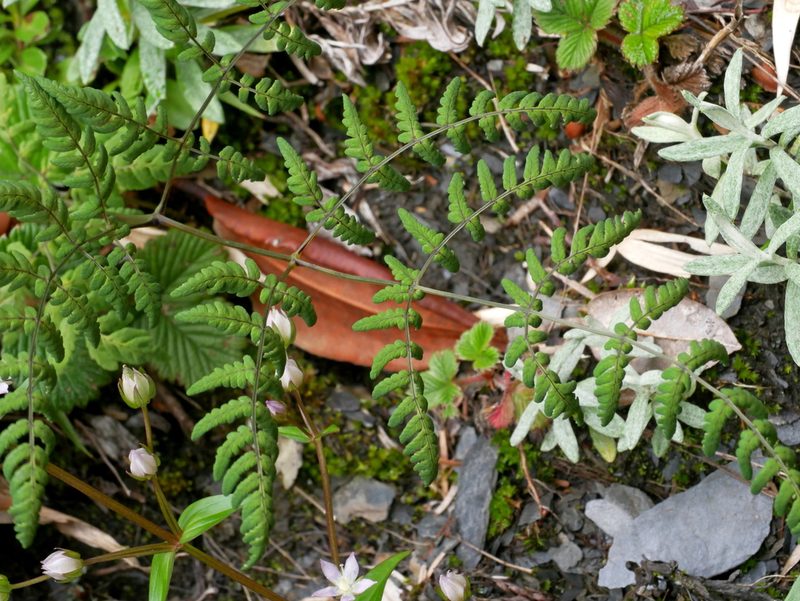 Gymnocarpium remotipinnatum, photographed by Jacy Chen