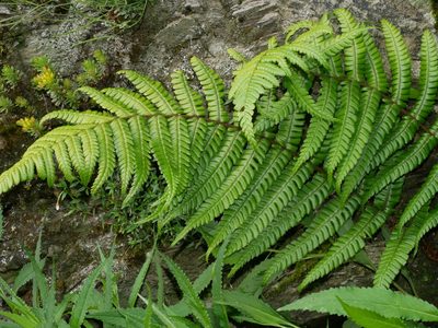 Dryopteris lepidopoda, photographed by Jacy Chen