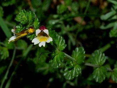Euphrasia transmorrisonensis, photographed by Jacy Chen