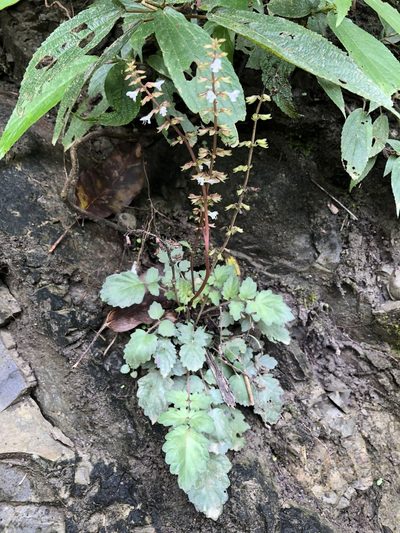 Salvia hayatae, photographed by 黃美滿