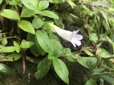 Henckelia anachoreta, photographed by 黃美滿