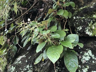 Paraboea swinhoei, photographed by 黃美滿