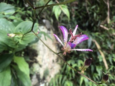 Tricyrtis lasiocarpa, photographed by 黃美滿