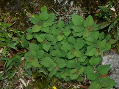 Spiraea morrisonicola, photographed by Jacy Chen