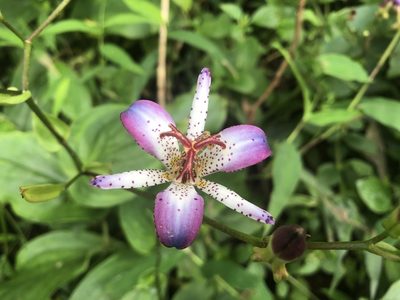 Tricyrtis lasiocarpa, photographed by 黃美滿