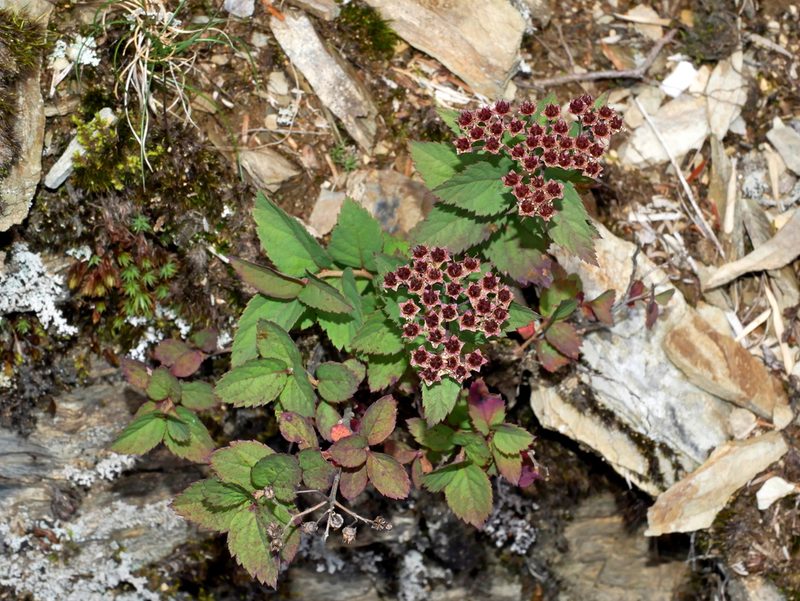 Spiraea morrisonicola, photographed by Jacy Chen