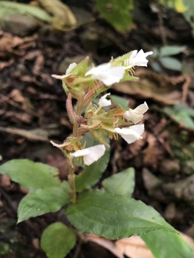 Odontochilus brevistylis, photographed by 黃美滿