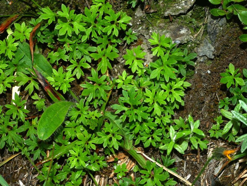 Ranunculus formosa-montanus, photographed by Jacy Chen