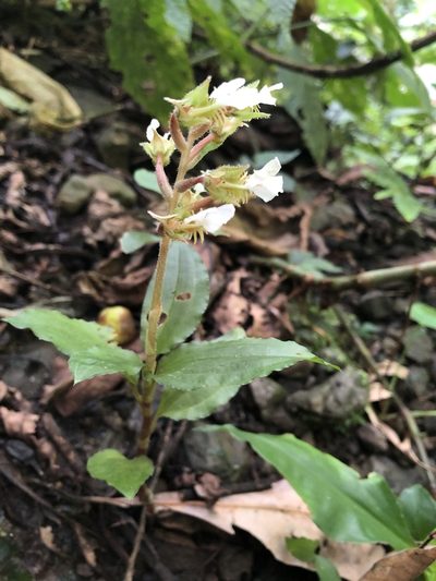Odontochilus brevistylis, photographed by 黃美滿