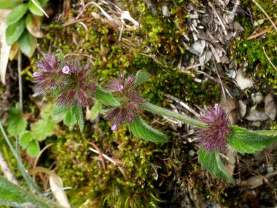 Clinopodium chinense, photographed by Jacy Chen