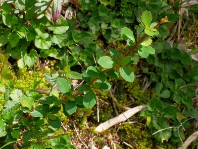 Berberis morrisonensis, photographed by Jacy Chen