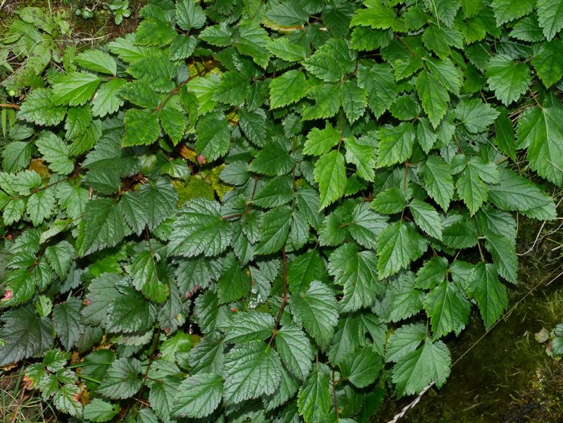 Astilbe macroflora, photographed by Jacy Chen