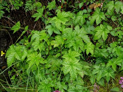 Filipendula kiraishiensis, photographed by Jacy Chen