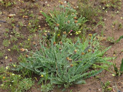 Othonna auriculifolia, photographed by Jeremy Gilmore