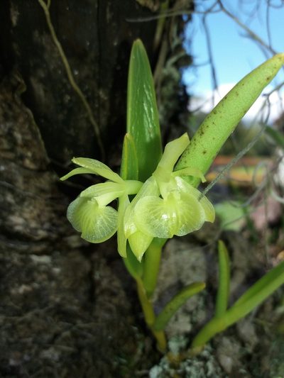 Epidendrum scharfii, photographed by Daniel Mesa