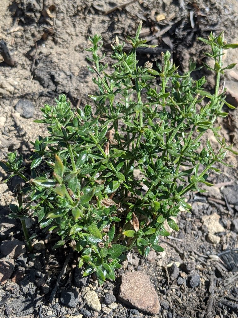 Trichogalium cliftonsmithii, photographed by Alex Heyman