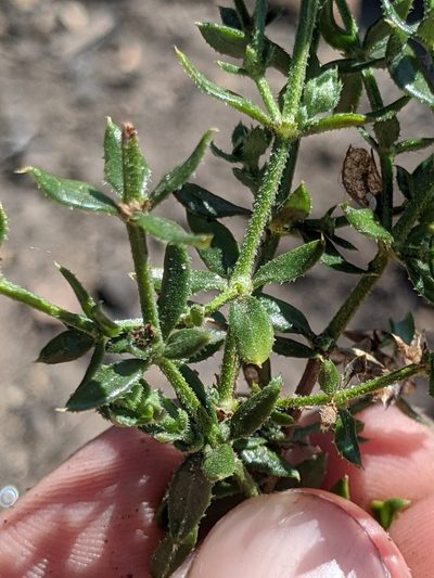 Trichogalium cliftonsmithii, photographed by Alex Heyman