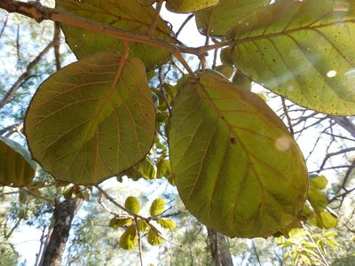 Quercus tarahumara, photographed by Jonathan Rodriguez