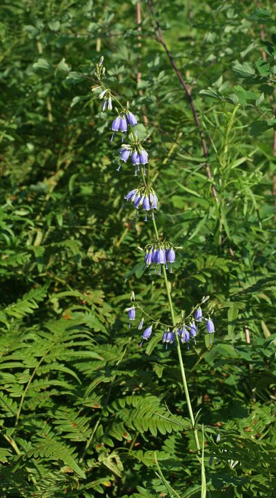 Adenophora triphylla, photographed by Oleg Kosterin