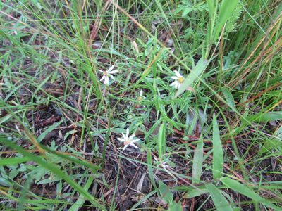 Symphyotrichum depauperatum, photographed by Chris Hoess