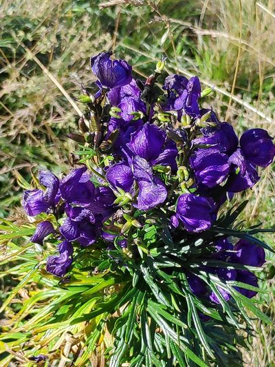 Aconitum tauricum, photographed by Francesco Cecere