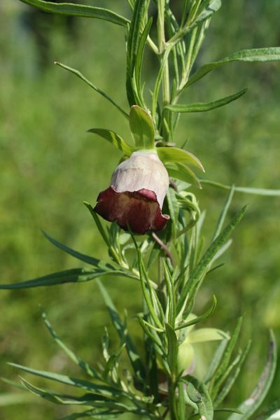 Codonopsis ussuriensis, photographed by Oleg Kosterin