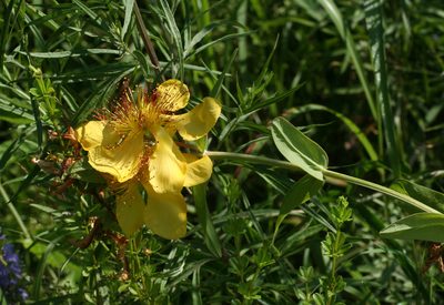 Hypericum ascyron, photographed by Oleg Kosterin