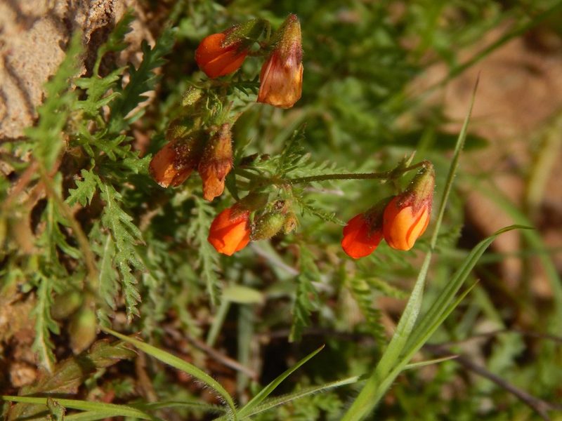 Hermannia diffusa, photographed by melda