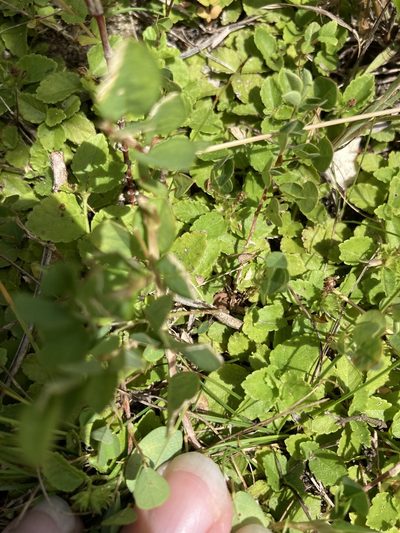 Acalypha chamaedrifolia, photographed by Jade Fortnash