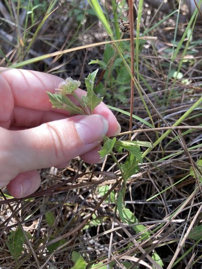 Melanthera parvifolia, photographed by Jade Fortnash