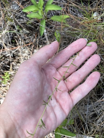 Brickellia mosieri, photographed by Jade Fortnash