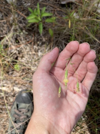 Brickellia mosieri, photographed by Jade Fortnash