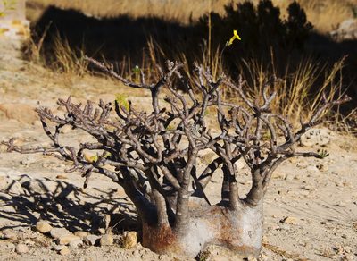 Pachypodium rosulatum, photographed by Seig
