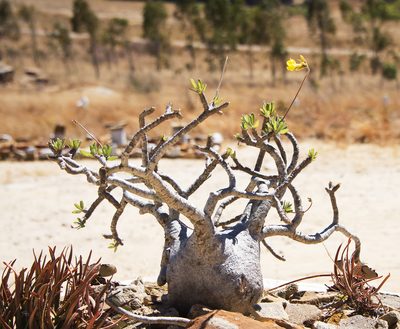 Pachypodium rosulatum, photographed by Seig