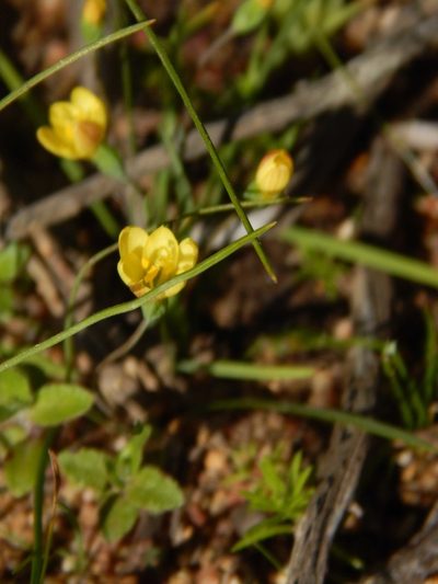 Geissorhiza platystigma, photographed by melda