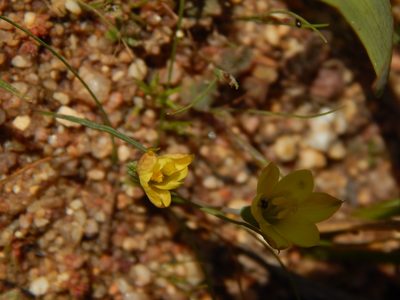 Geissorhiza platystigma, photographed by melda