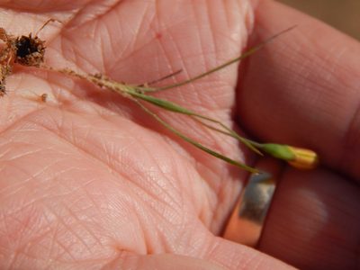 Geissorhiza platystigma, photographed by melda