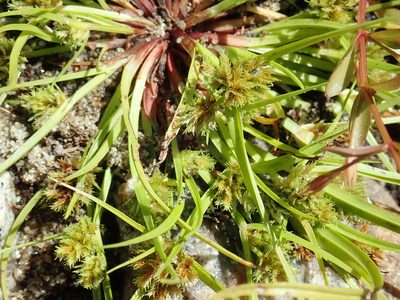 Cyperus squarrosus, photographed by Lynn Harper