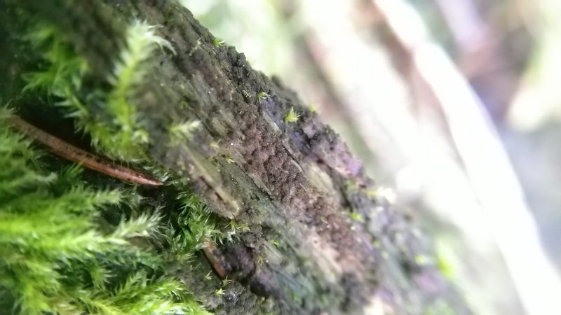 Buxbaumia viridis, photographed by Mikko Heikkinen