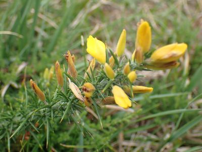 Ulex minor, photographed by Robert H. Wardell