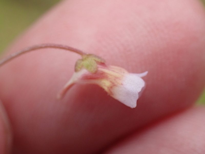 Pinguicula lusitanica, photographed by Robert H. Wardell