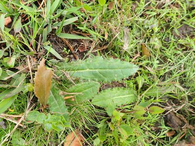 Cirsium dissectum, photographed by Robert H. Wardell