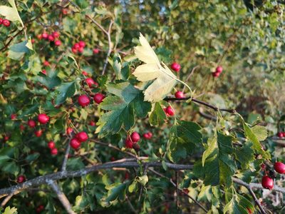 Crataegus rhipidophylla, photographed by Jens-Christian Svenning
