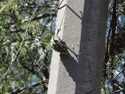 Gonolobus grandiflorus, photographed by Oscar Alejandro Morales Juárez