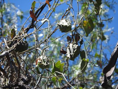 Gonolobus grandiflorus, photographed by Oscar Alejandro Morales Juárez