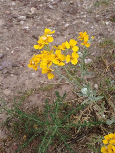 Psilostrophe gnaphalodes, photographed by Oscar C. González Martínez