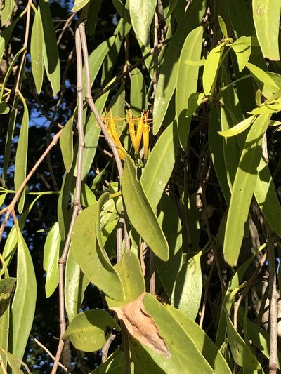 Dendrophthoe glabrescens, photographed by elawrey