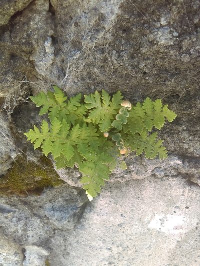 Notholaena brachypus, photographed by Jose Antonio Aranda Pineda